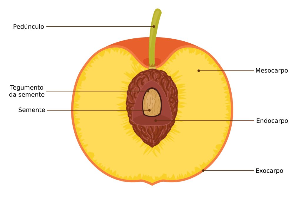 As fruteiras de caroço apresentam um conjunto de características morfológicas que as tornam distintas de outras fruteiras. O fruto é composto por três partes principais: a polpa, o caroço (ou semente) e a casca. O caroço é geralmente grande e duro, podendo ser mais difícil de romper. A polpa, que envolve o caroço, é suculenta e rica em açúcares, o que confere aos frutos uma excelente palatabilidade.