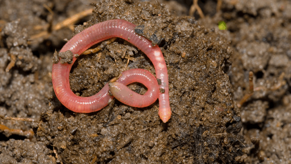minhocas preparação do solo