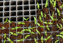 Porque é que as tuas sementes não germinam? 7 Motivos Comuns e Como Evitar