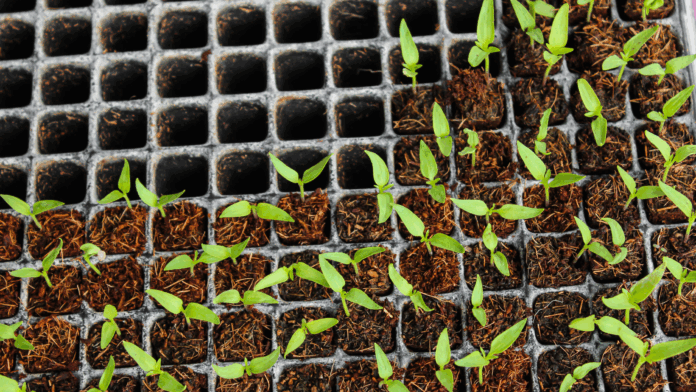 Porque é que as tuas sementes não germinam? 7 Motivos Comuns e Como Evitar