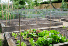 Como Começar a Tua Horta com o Pé Direito: 6 Passos Que Funcionam Mesmo