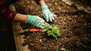  local ideal para horta