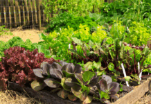 Culturas de ciclo curto: guia completo para colheitas rápidas em 30 a 60 dias na tua horta Culturas de ciclo curto: colheitas em 30 dias