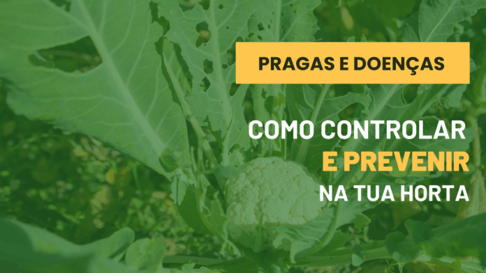 Como identificar e controlar pragas e doenças na horta (sem químicos)