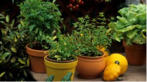 como produzir aromáticas