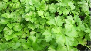 aromáticas salsa