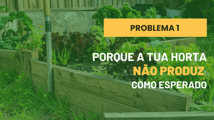 Porque é que a tua horta não dá o que esperavas (mesmo com todos os cuidados)