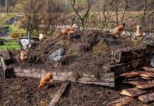 Estrume na horta: guia completo para iniciantes sobre como usar, quando aplicar e evitar erros