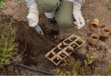 Produtos para corrigir o solo: que tipos existem e quando usar cada um