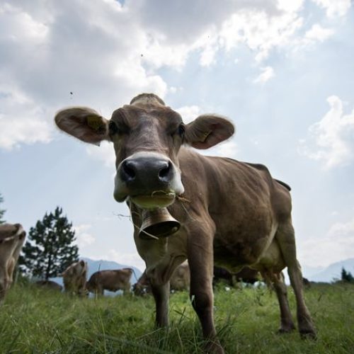 Carne de vacas doentes exportada pela Polónia pode ter chegado a Portugal