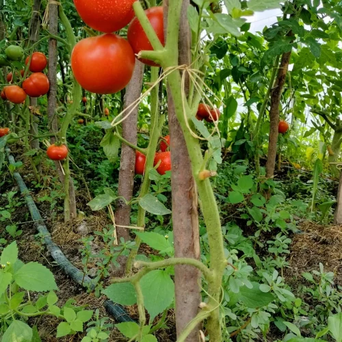 7 erros críticos a evitar na cultura do tomate