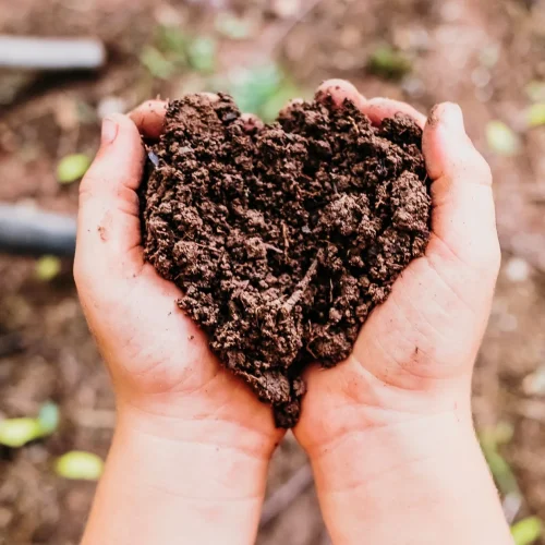 Saiba como melhorar a fertilidade do solo naturalmente