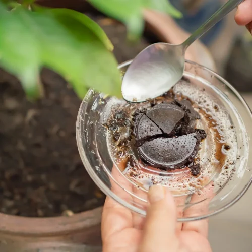 Nutrição de culturas hortícolas em vaso: o essencial a ter em conta