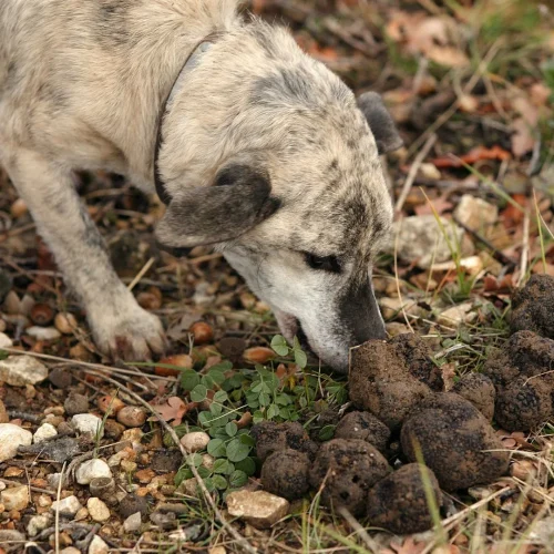 Será possível cultivar trufas em Portugal: descubra aqui