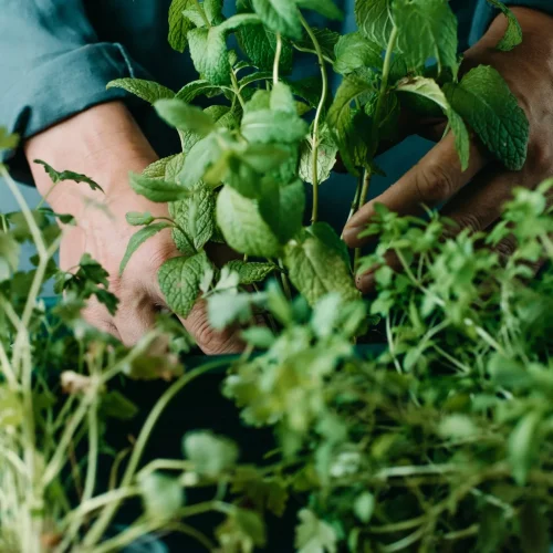 Dicas para o cultivo de ervas aromáticas e medicinais