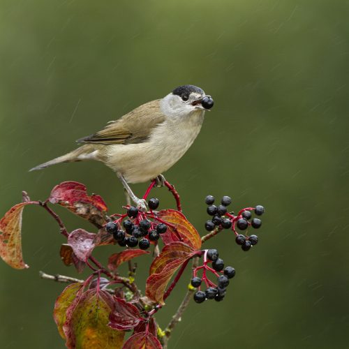 Estudo conclui que aves migradoras podem não conseguir ajudar as plantas a fugir das alterações climáticas