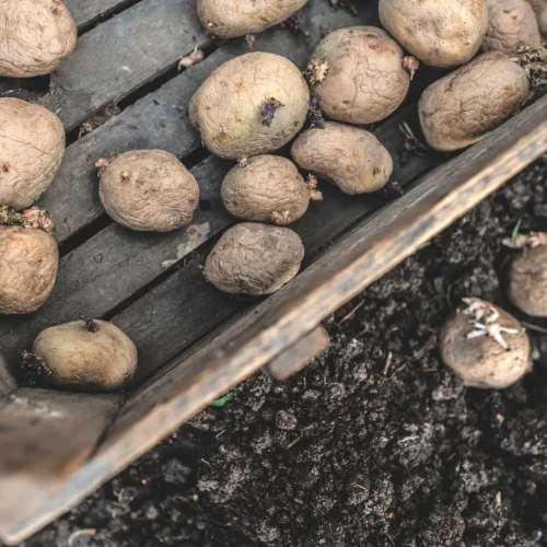 10 variedades de batata para semear que deve conhecer