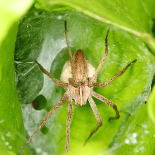 Quais os benefícios das aranhas na agricultura? sabe tudo aqui