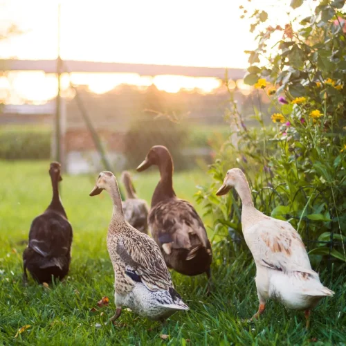 Patos corredores indianos:  sabe como podem ser usados na agricultura