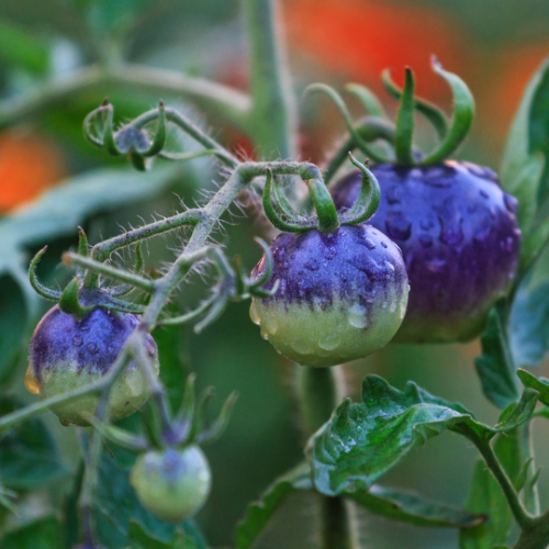 🍅 Tomate Azul: a variedade Excepcional que precisa conhecer✨