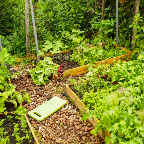 🌱🍅  Como começar a sua própria horta biológica em casa 🏠🌻