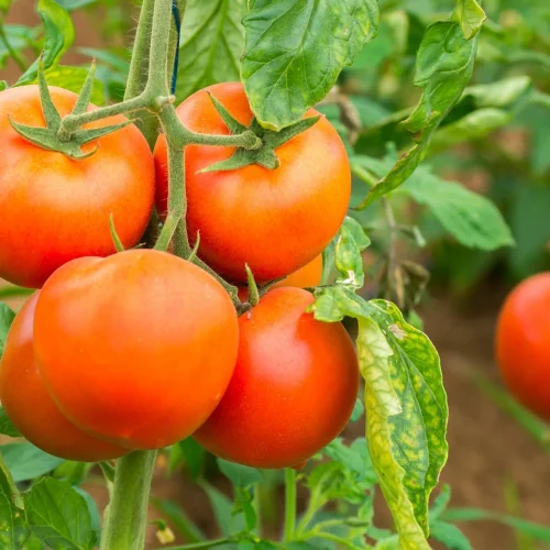 Conhece todos os segredos da cultura do tomate