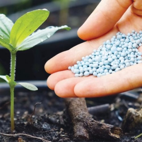 Saiba como adubar correctamente as suas plantas e aprenda a identificar carências nutricionais