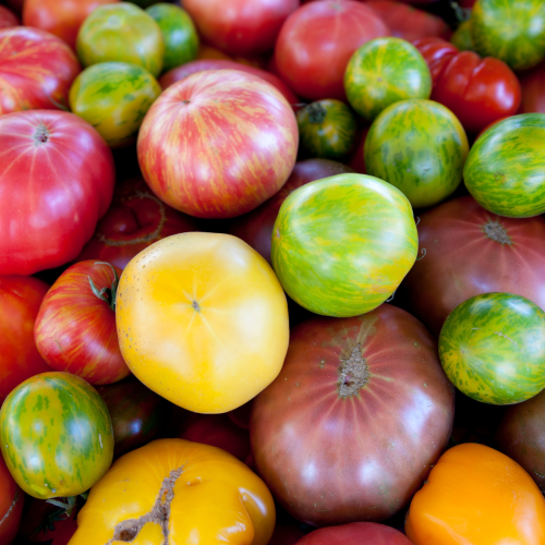 6 variedades de tomate mais cultivados em Portugal