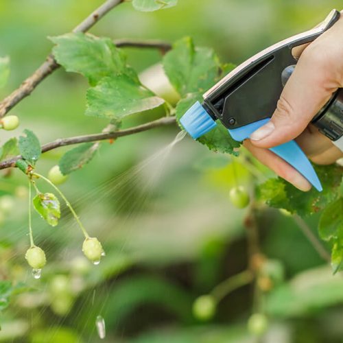 Fertilização foliar: qual a sua importância para as culturas agrícolas