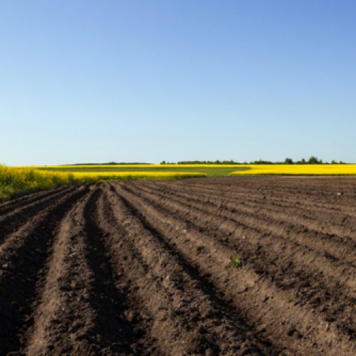 NOVA OPORTUNIDADE: Engenheiro/a Agrónomo