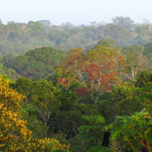 Estudo revela que temperaturas elevadas e seca reduzem o crescimento de árvores tropicais￼