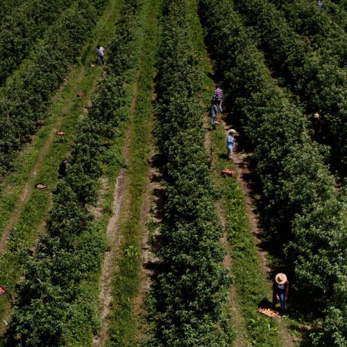 Continente é o único retalhista mundial com a cadeia de abastecimento de frutos e legumes certificada pela GLOBALG.A.P.