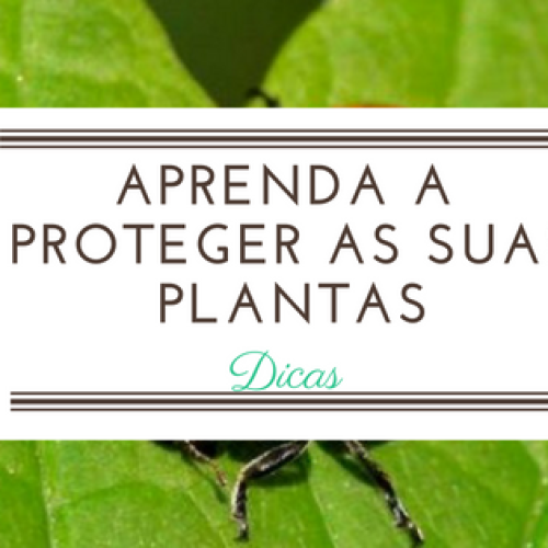 Tudo o que deve saber para proteger as suas plantas