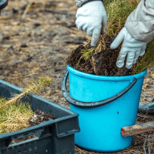 Saiba como garantir uma maior taxa de sobrevivência das jovens plantas florestais