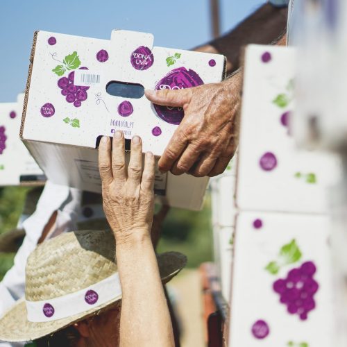 Comunicado – Frutalmente aposta na uva sem grainha e triplica área de produção