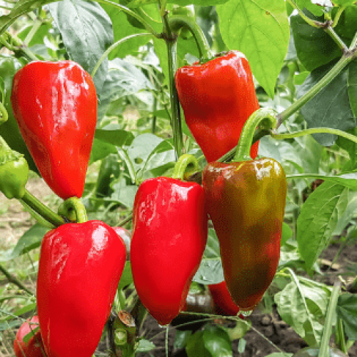 Como cultivar pimentos:  conheça os cuidados que deve ter em conta