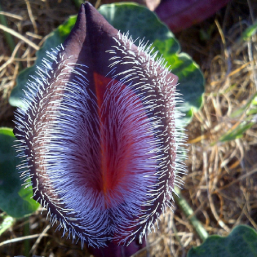 3 plantas carnívoras que tem de conhecer agora: principais características