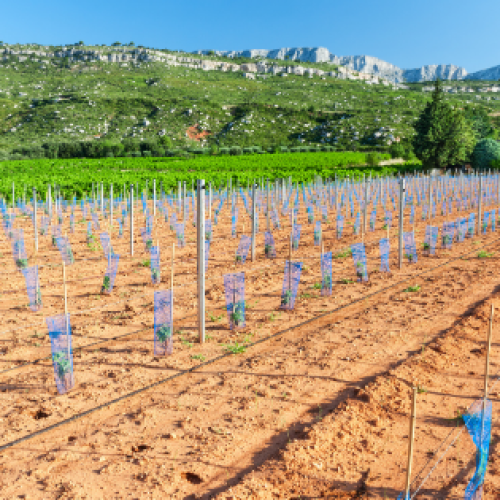 Conheça alguns dos cuidados na plantação e formação de vinhas novas