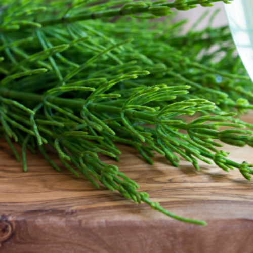 Tudo o que deve saber sobre a cavalinha e como cultivá-la