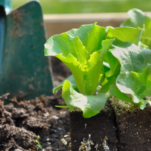 Conheça 5 exemplos de saladas de outono-inverno para cultivar