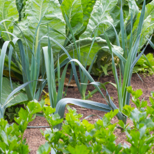 Como ter uma horta mais ecológica: principais conselhos