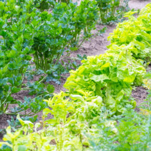 Engenheiro(a) Assistente de produção- Horticultura