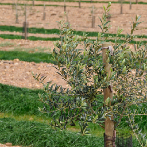 NOVA OPORTUNIDADE: Gerente Agrícola