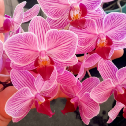 5 truques que deve saber para ter orquídeas sempre bonitas