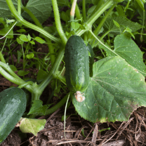 Como cultivar pepino: dicas úteis para o seu cultivo