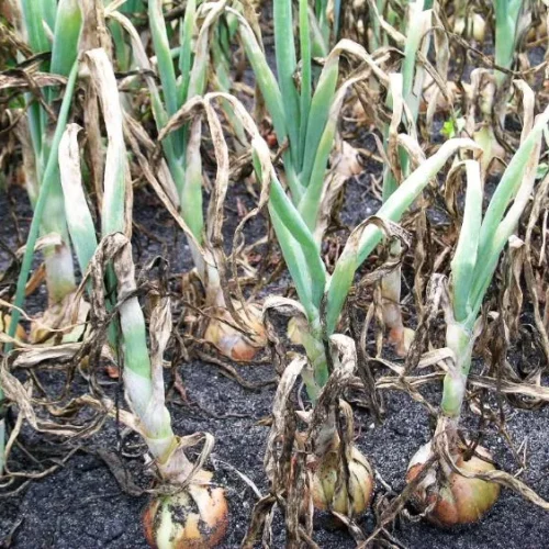 Copyright Michigan State University Extension.  Avaiable: https://www.canr.msu.edu/news/downy_mildew_and_purple_blotch_are_here_in_michigan_onion_fields