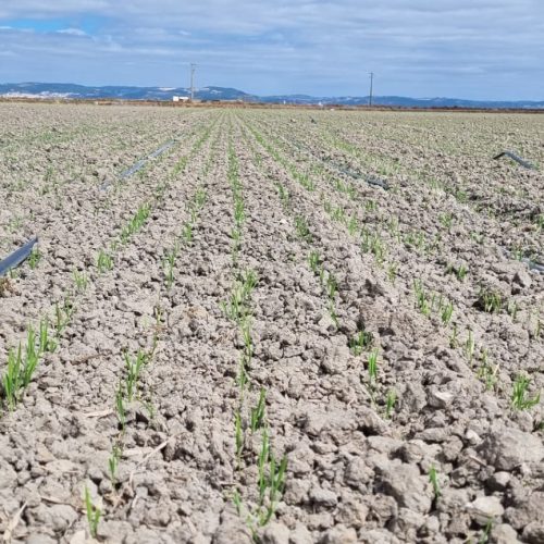 A revolução da rega gota-a-gota na cultura do arroz