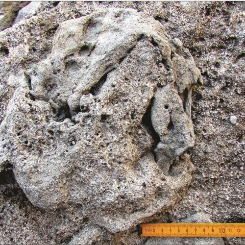 Estudo revela novos dados sobre pegadas de dinossauros carnívoros do Jurássico no Cabo Mondego