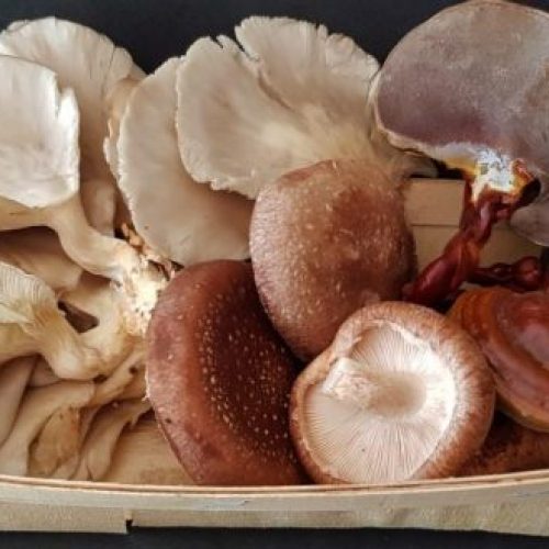 Projecto Fungi4Health utiliza resíduos da produção de cogumelos em dietas de animais e na cosmética