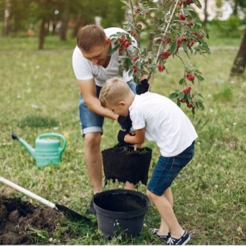 Aprenda a plantar árvores de fruto: dicas para criar um jardim sustentável e saudável